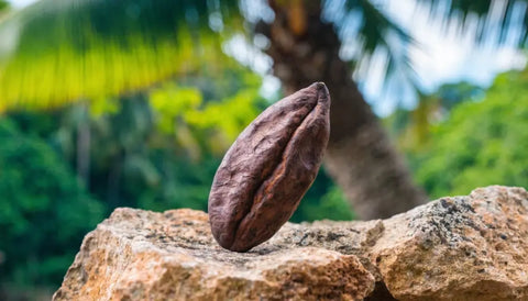 Les bienfaits du cacao pour la santé et la peau